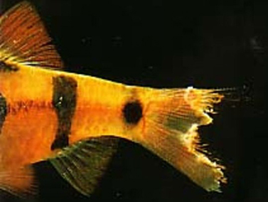 Почему умирают/дохнут аквариумные рыбки